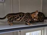 Dernière deux femelle disponible dans une porte de six chaton ‼️‼️‼️‼️‼️‼️‼️‼️‼️‼️