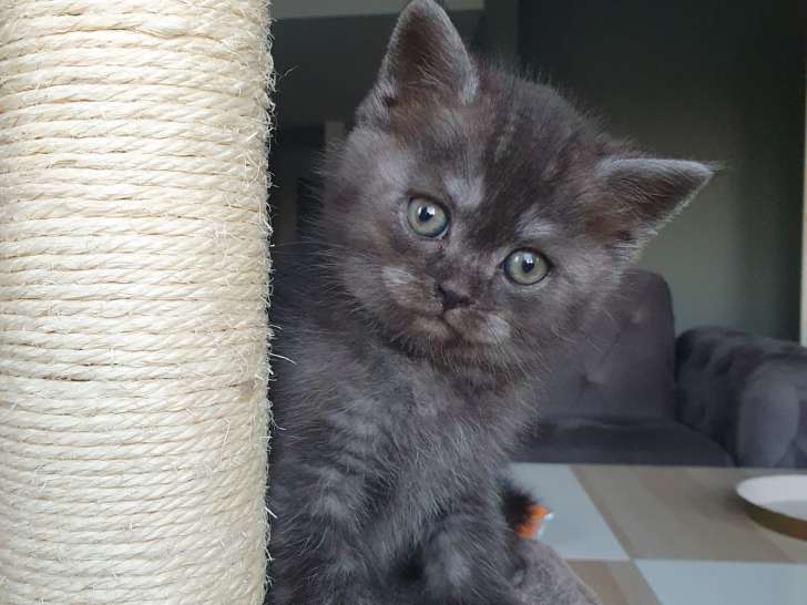 Chatons de race British Shorthair à vendre (1 femelle & 3 mâles)
