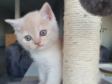 Chatons de race British Shorthair à vendre (1 femelle & 3 mâles)
