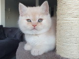 Chatons de race British Shorthair à vendre (1 femelle & 3 mâles)