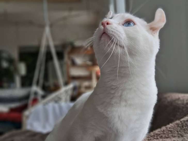 Chats Munchkin à vendre