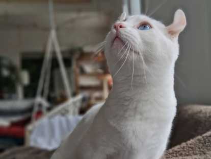 Chats Munchkin à vendre