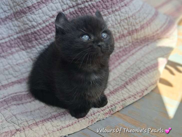 Chaton pattes courtes type munchkin