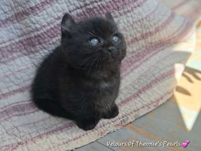 Chaton pattes courtes type munchkin