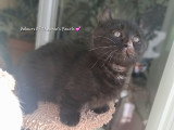 Chaton pattes courtes type munchkin
