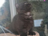 Chaton pattes courtes type munchkin