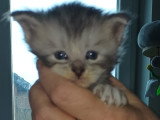 Adorables chatons Maine Coon à vendre