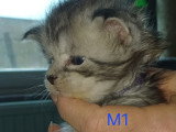 Adorables chatons Maine Coon à vendre