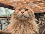 Chat Maine Coon mâle LOOF champion disponible pour saillie