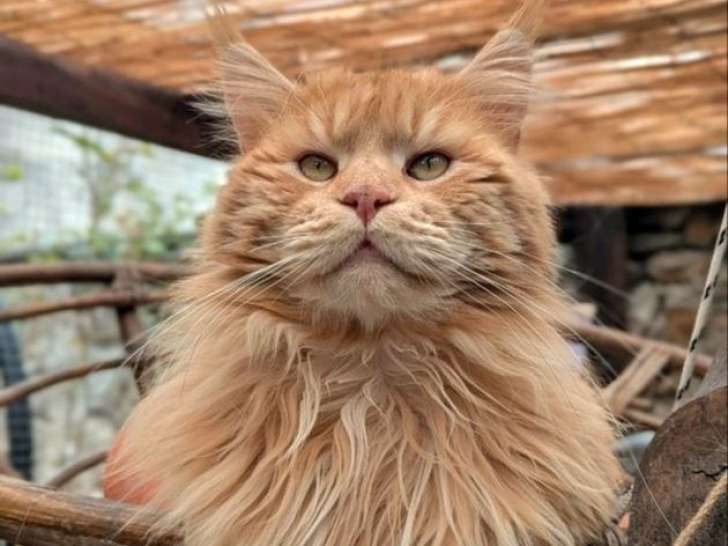 Chat Maine Coon mâle LOOF champion disponible pour saillie
