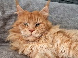 Chat Maine Coon mâle LOOF champion disponible pour saillie