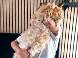 Chat Maine Coon mâle LOOF champion disponible pour saillie