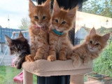 Chat Maine Coon mâle LOOF champion disponible pour saillie