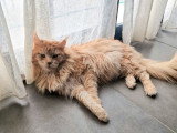 Chat Maine Coon mâle LOOF champion disponible pour saillie
