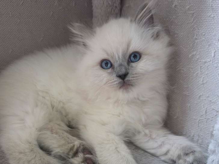 Blizzard du monde de dolly