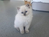 Chaton mâle Ragdoll à réserver