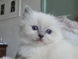Chaton Ragdoll LOOF à réserver