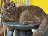 Chatte British Shorthair chocolat stérilisée inscrite au LOOF à vendre