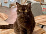 Chatte British Shorthair chocolat stérilisée inscrite au LOOF à vendre