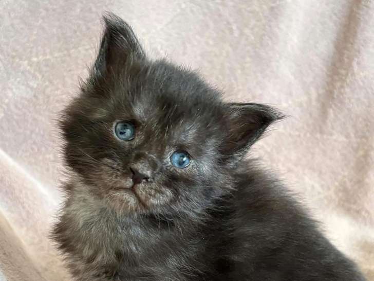 Chatons Maine coon LOOF à vendre