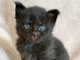 Chatons Maine coon LOOF à vendre