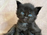 Chatons Maine coon LOOF à vendre