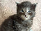 Chatons Maine coon LOOF à vendre