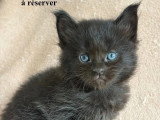 Chatons Maine coon LOOF à vendre