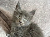 Chatons Maine coon LOOF à vendre