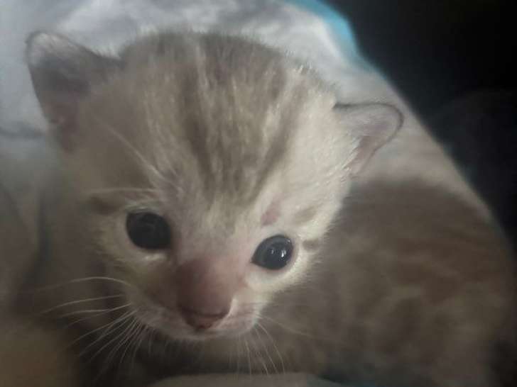 2 chatons mâles Bengal LOOF snow lynx et snow mink nés en mars 2026 à réserver