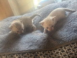 2 chatons mâles Bengal LOOF snow lynx et snow mink nés en mars 2026 à réserver