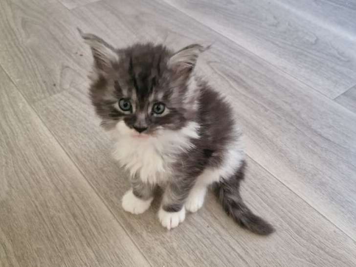 3 chatons Maine Coon inscrits au LOOF nés en février 2026 à réserver