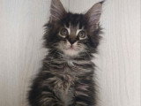 Portée Maine Coon 3 chatons LOOF février 2026 disponibles en mai