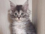 Portée Maine Coon 3 chatons LOOF février 2026 disponibles en mai
