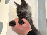 2 chatons Maine Coon LOOF nés en janvier 2026 à vendre