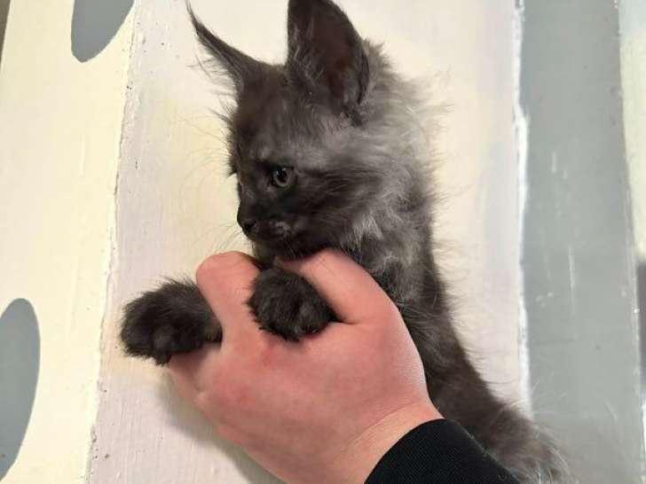 2 chatons Maine Coon LOOF nés en janvier 2026 à vendre