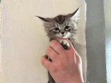 2 chatons Maine Coon LOOF nés en janvier 2026 à vendre