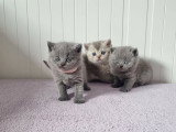 Réservation de 4 chatons British Shorthair non LOOF nés en mars 2026