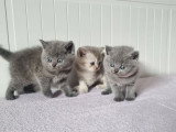 Réservation de 4 chatons British Shorthair non LOOF nés en mars 2026