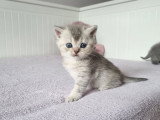 Réservation de 4 chatons British Shorthair non LOOF nés en mars 2026