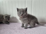 Réservation de 4 chatons British Shorthair non LOOF nés en mars 2026