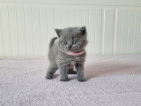Réservation de 4 chatons British Shorthair non LOOF nés en mars 2026