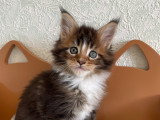 Chaton Maine Coon LOOF àv endre
