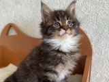 Chaton Maine Coon LOOF àv endre