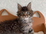 Chaton Maine Coon LOOF àv endre