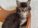 Chaton Maine Coon LOOF àv endre