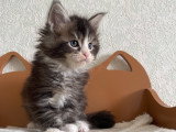 Chaton Maine Coon LOOF àv endre