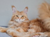 Saillie Maine Coon mâle Red Blotched Tabby inscrit au LOOF