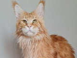 Saillie Maine Coon mâle Red Blotched Tabby inscrit au LOOF