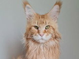 Saillie Maine Coon mâle Red Blotched Tabby inscrit au LOOF
